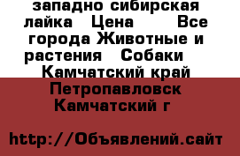 западно сибирская лайка › Цена ­ 0 - Все города Животные и растения » Собаки   . Камчатский край,Петропавловск-Камчатский г.